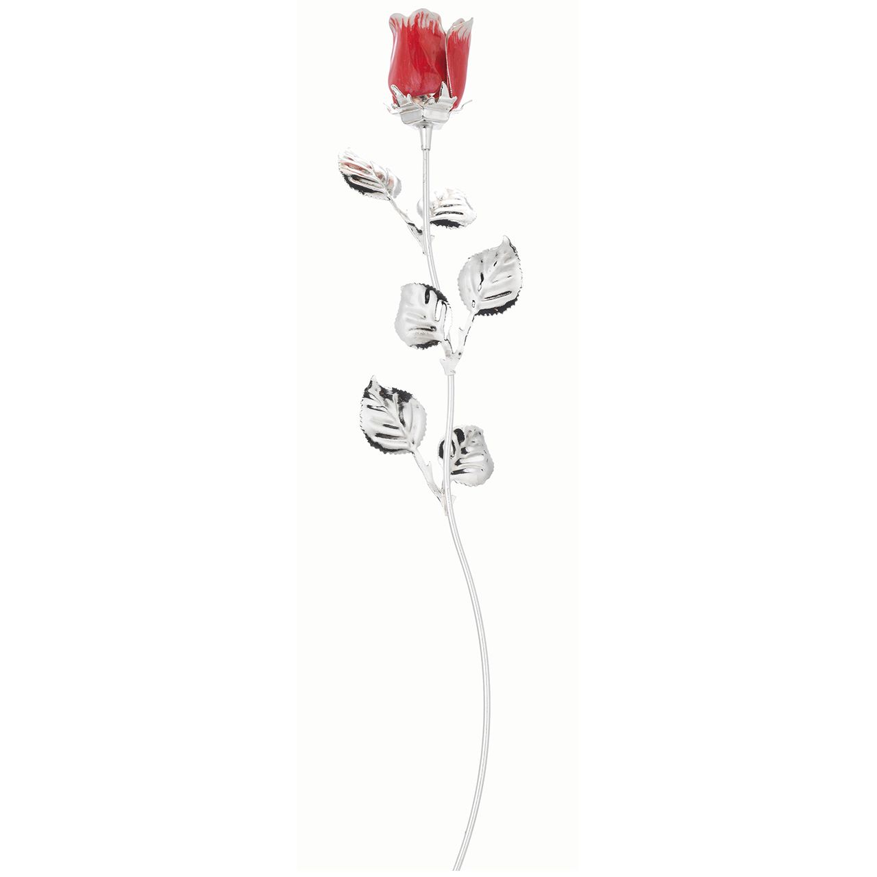 ROSA CM 30 - ROSSA SCARLATTA